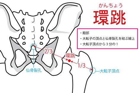 環跳位置|環跳（かんちょう：GB30）